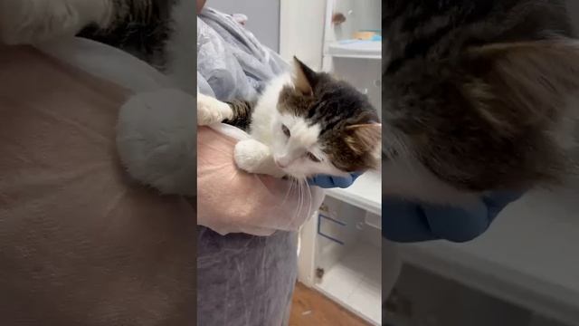 #чарли (он же #ирбис)
#хвостатыесоседи #всемкота