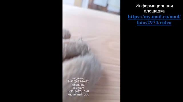 Вихревой преобразователь А.Тюрина из Ясеня скального, наверное последнего скального.......