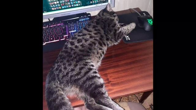 это кошка моей тёти класс?!💫🐱🐈