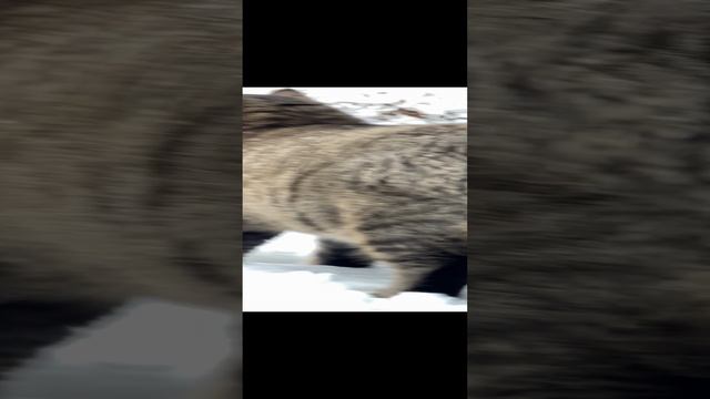 ✨ Шарик добра и счастья ✨ Барсик ✨ Лесной кот