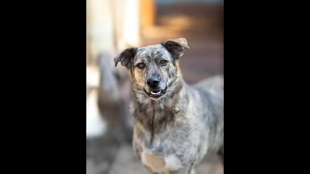 Надежда Новикова - передержка "Север" 🐾🐾💖💖