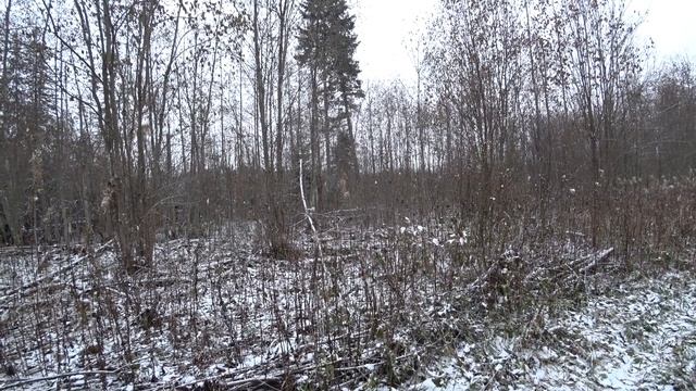 Осенняя прогулка по боровой