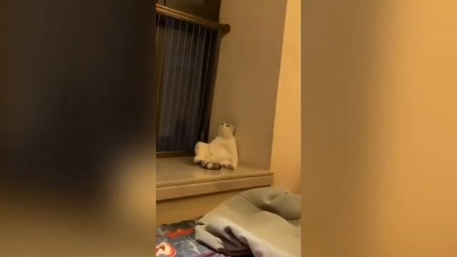 Какова жизнь котов поклонников Дианы Анкудиновой?