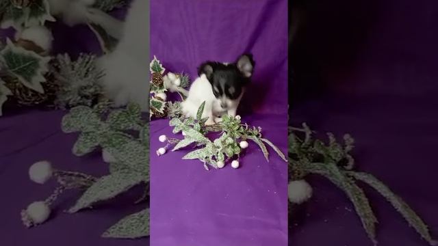 чихуахуа щенки д/ш