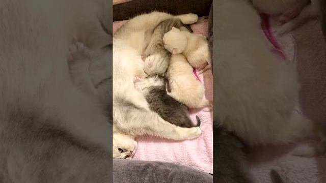Котятам кошки Кайли 15 дней.