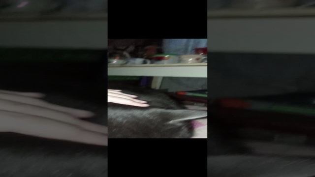 Якурка у деда