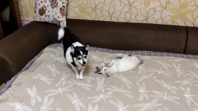 Нюха & Маруся 2