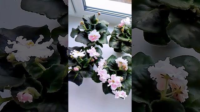 lv_0_20241122145924.mp4
