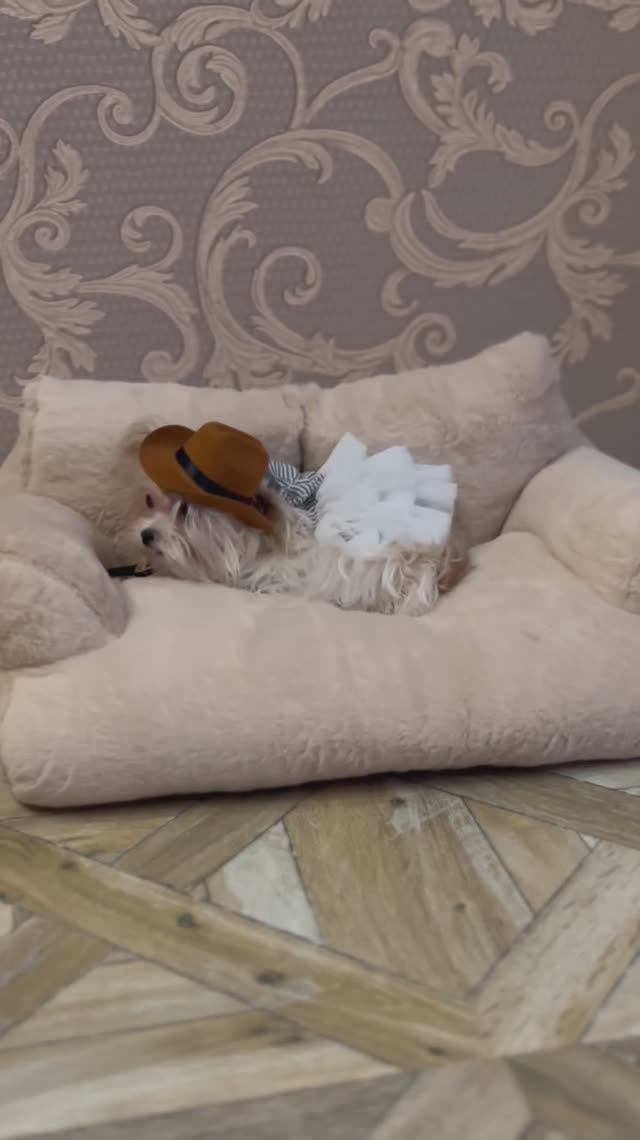 Когтерез. #породысобак #животные #маленькиепородысобак #dog #yorkie #golden #laryzhik