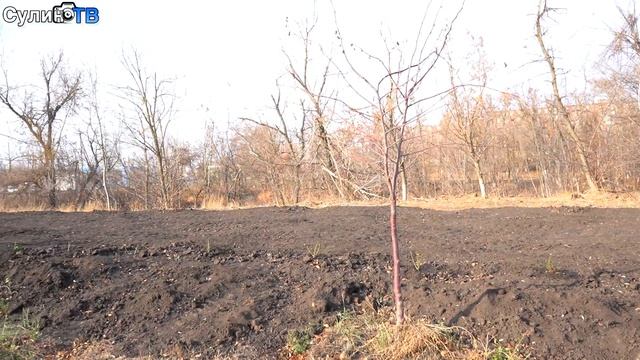 Озеленение в парке им. А. Сулина