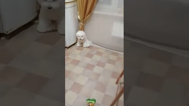 WhatsApp Video 2019 12 03 at 17 07 06