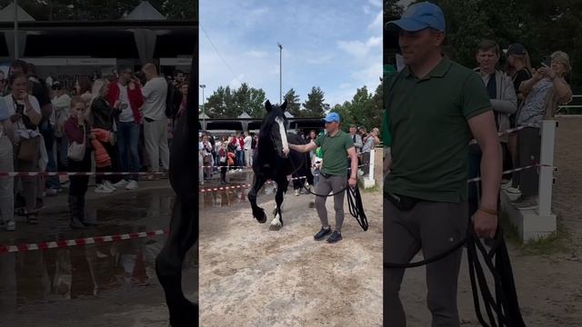 Владимирский тяжеловоз Тихий #лошади #horse #stallion
