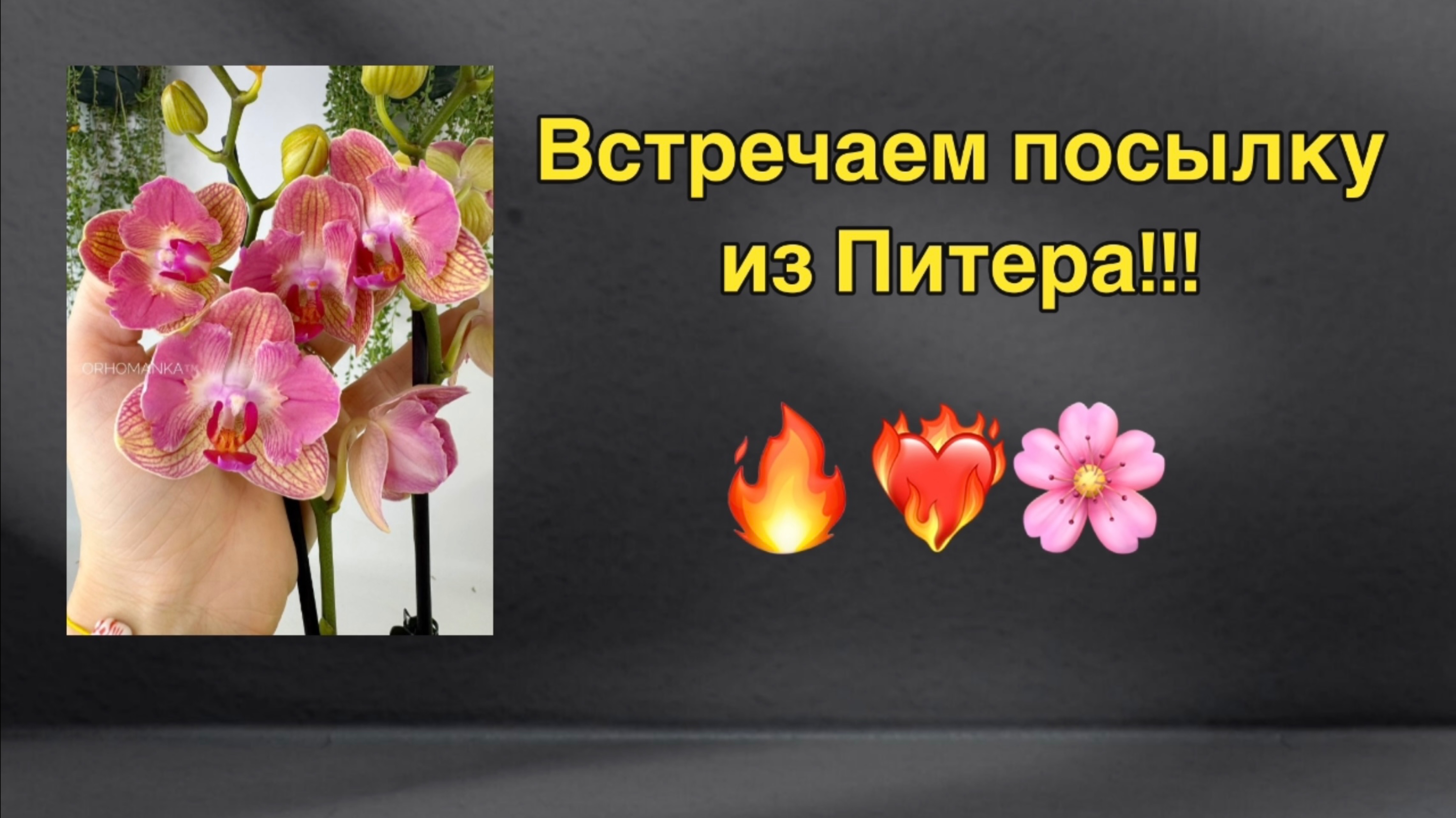 ПЕРВЫЙ заказ в ПИТЕРСКОМ магазине орхидей!😎👀🌸 #орхоманка #орхидеибабочки #фаленопсис #орхидея
