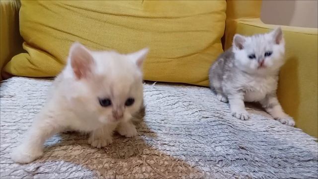 1000017880.mp4