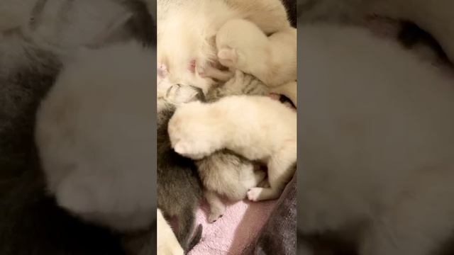 Котятам кошки Кайли 15 дней.
