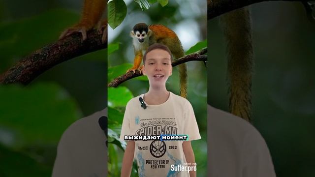 Обезьяны