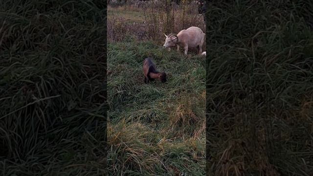 "Вперёд!"