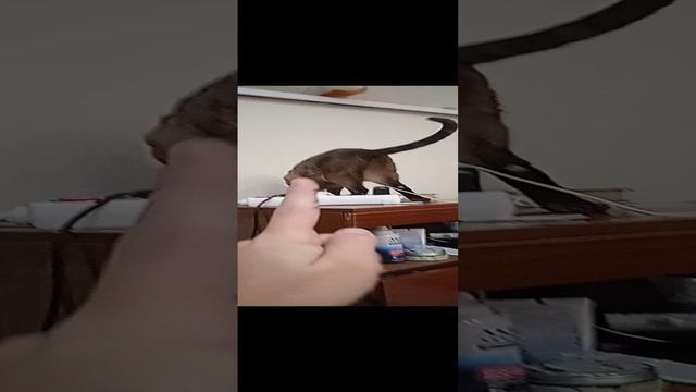 Знакомство с Клёпой
