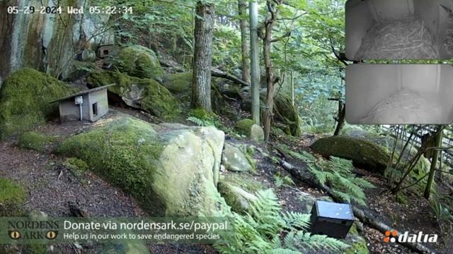 Маленький юбилей - манулятам 50 дней! Уже  взбираются на крышу домика и прыгают с неё