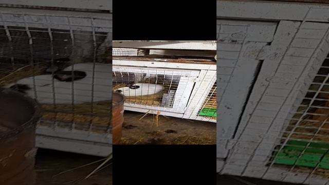 Профилактика от кокцидиоза птицы и кроликов.
