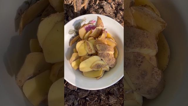 Секрет шикарного урожая ягодных культур🔥