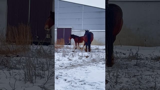 Жеребчик на продажу. Бригс. #владимирскийтяжеловоз #drafthorses