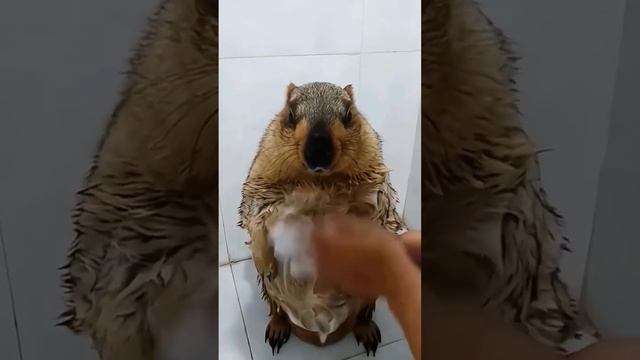 День сурка. 22.11.2024 #докторндн #пасхальвиварий #челябинск #сурок #ленинград #супергуд #юмор