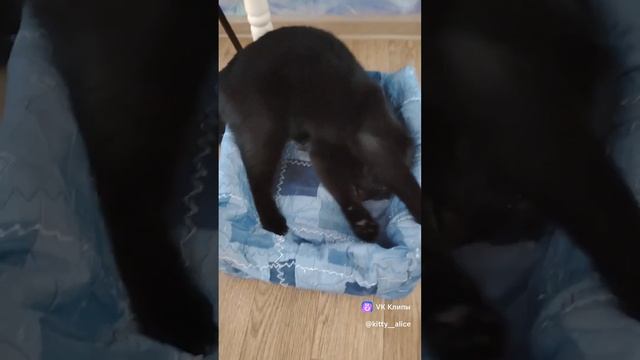#Алиса😻