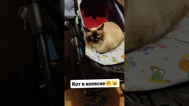 Кот в коляске 😄😺