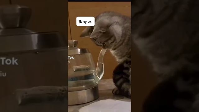 Мяу