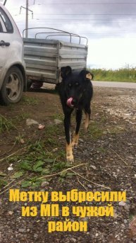 Метка и те кого выбросили, а кто то даёт шанс выжить#пермскийкрай #вдобрыеруки #помощь #пермь #спас