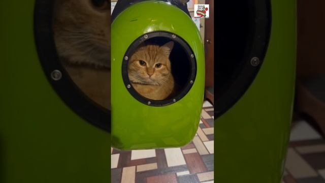 Настюня Рыжулю пошлёт когда-нибудь на❤👉  💫🚀😽