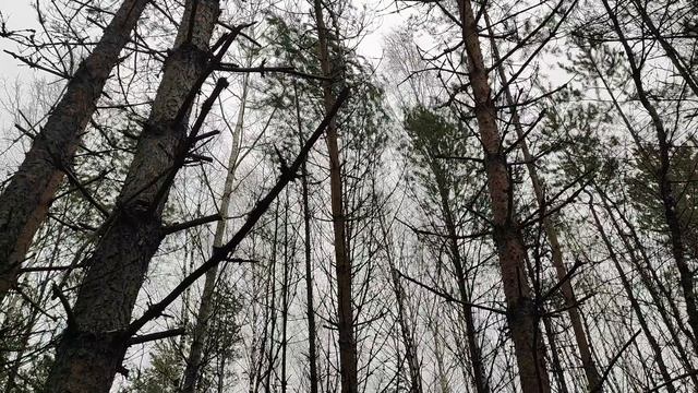 Прогулка по лесной аллее: Погружение в природу с каждым шагом | Natures Quiet Retreat