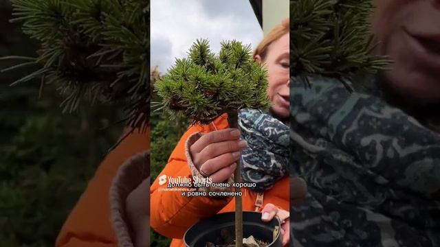 На что обратить внимание, если вы покупаете растение на штамбе.
