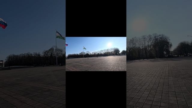 petal_20241120_164205.mp4