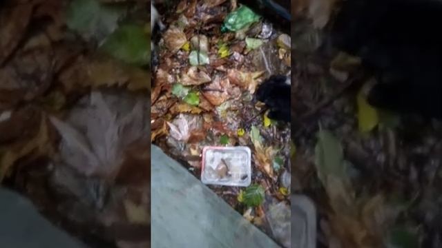 "Добрые" люди из Шепси хотели сжечь заживо щенков