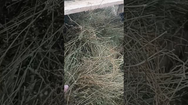 Любопытные телята Абердин Ангусов пробуют сено на вкус