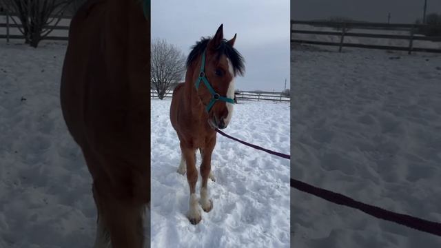 Жеребчик 1 год на продажу. +79206244177 #владимирскийтяжеловоз