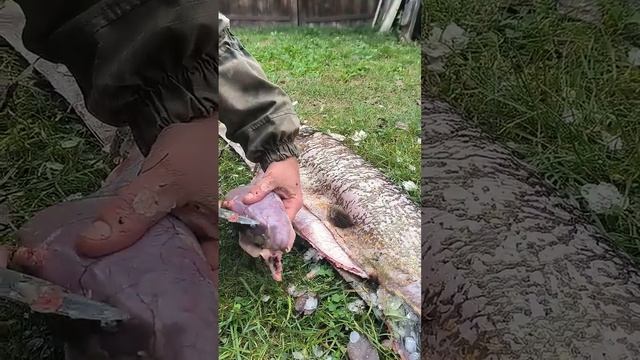 ЩУКА 10,5 КГ С СЮРПРИЗОМ.Бонус внутри)) #щука #кружки #fishing #рыбалка