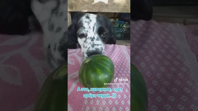 Умка вырастил арбуз...)))