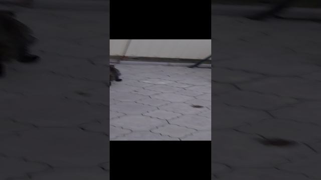 Пов мои коты.