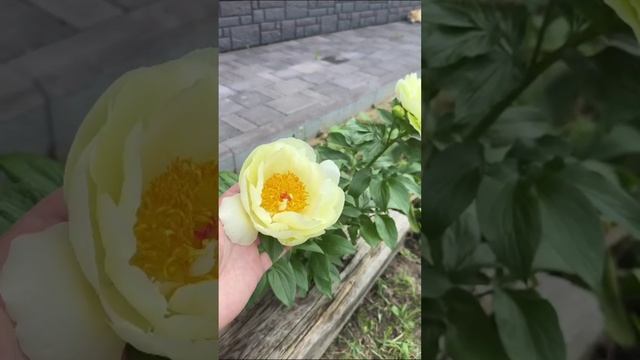 Пион «Lemon Chiffon»