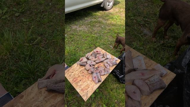 Камчатка,вкусное.Жареный Минтай.