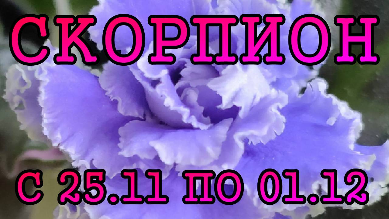 СКОРПИОН таро прогноз на неделю с 25 НОЯБРЯ по 1 ДЕКАБРЯ 2024 года.