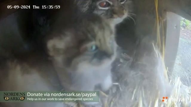 Малышня тусуется в домике, выходить не хотят