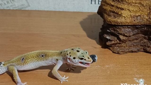 Охота юного дракона в дикой природе😱