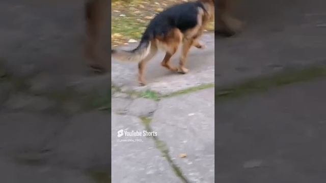 🐶🐕🦺🐕#собака #собакадругчеловека #животные #люблюживотных #прогулка #2024 #настроение #лето #лес