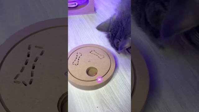 ИГРУШКИ ДЛЯ КОШЕК и СОБАК! #cats #dogs #top #котята