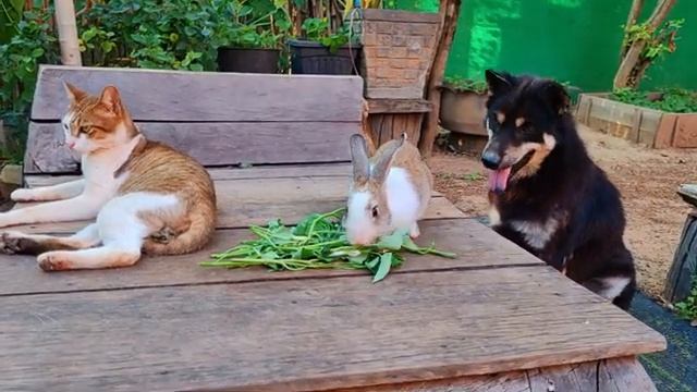Кошки, кролик и собака сидят вместе