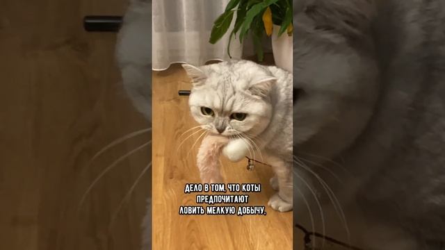 Почему коты игнорируют игрушки для котов, а предпочитают играть с фантиком или резинкой